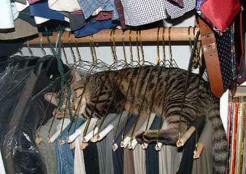 cat hanger