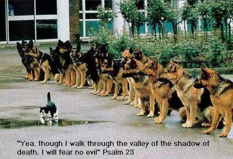 oh-oh kitty