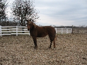 Sharon's Horse