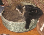 Click to enlarge My two cats