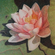 Waterlily