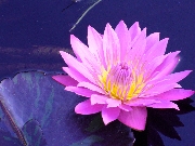 Waterlily