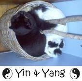Yin and Yang