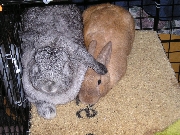Bunnicula and Frankenbun cuddle