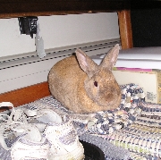 Little Frankenbun