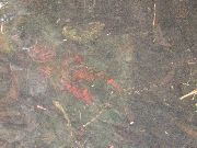 Redclaw crayfish