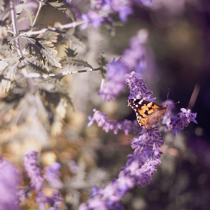 Monarch butterfly landing on a lavender bloom. 