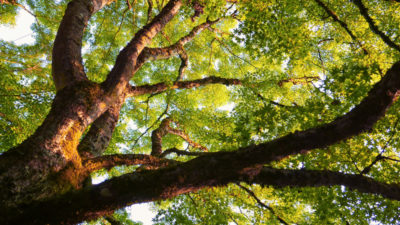 Upward view of a large, majestic tree. 