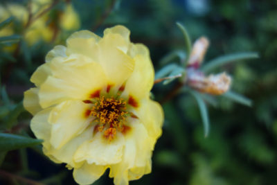 Close up, topical view of a pretty yellow flower. 