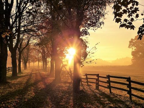 A view of the sunset as the sun shines through a row of trees with farmer fences on each side of a dirt road. 