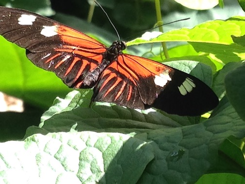 Black and orange butterfly resting on big, green leaves of a plant.