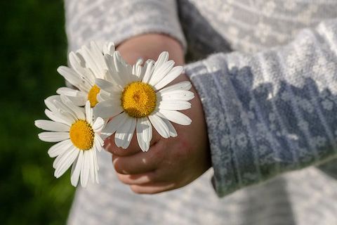 Close up of two hands clasping a bundle of white pedaled daisies. 