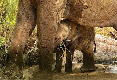 A mother elephant guarding her baby elephant. 