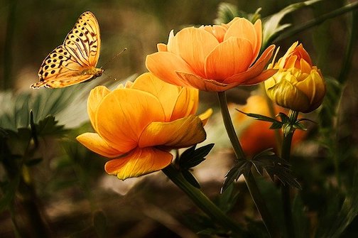 Yellow butterfly hovering over yellow flowers. 