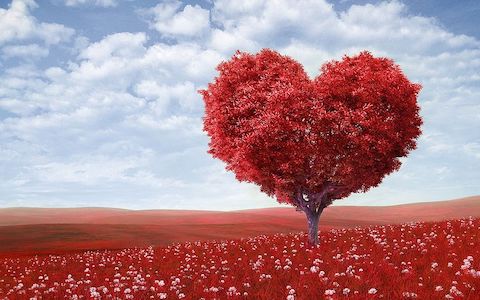 View of a tree in a field of red flowers that has red leaves shaped in the form of a heart. 