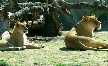 Tow lionesses resting beneath a tree and looking left towards something off camera. 