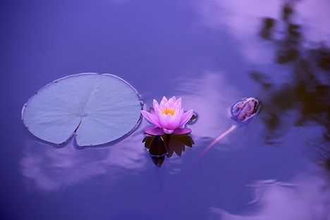 A water lily floating on calm water. 