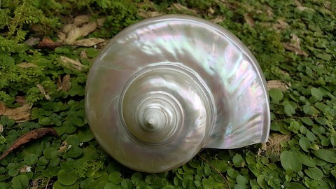 Close up picture of a snail shell on a forest floor. 