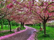 http://very-nicepicture.blogspot.com/2012/02/beautiful-nature-wallpapers-beautiful_600.html